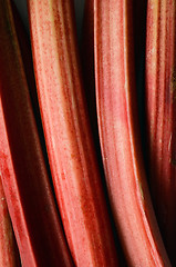 Image showing Fresh organic rhubarb