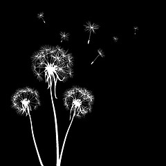 Image showing dandelions