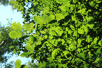 Image showing green forest background