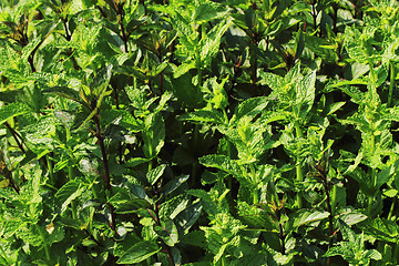 Image showing mint leaves background