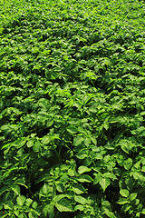 Image showing potatoes field background