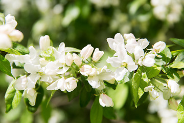 Image showing close up of beautiful blooming apple tree branch