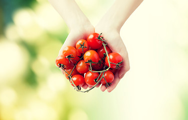 Image showing close up of woman hands holding cherry tomatoes