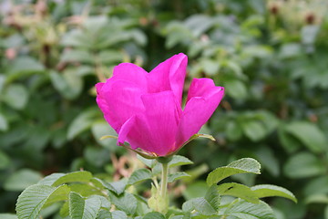 Image showing Pink Flower