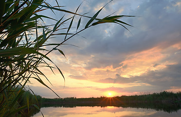 Image showing Reed against the sunset