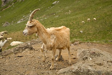 Image showing Goat in the Alps