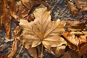 Image showing Fallen autumn leaves