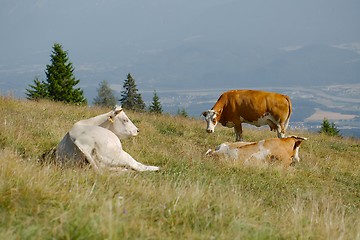 Image showing Cows resting