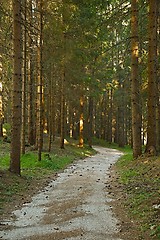 Image showing Forest walking route