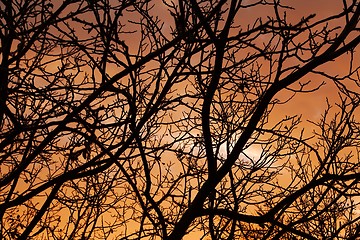 Image showing Bare trees