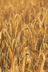 Image showing Wheat field detail