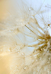 Image showing dew drops on a dandelion