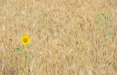 Image showing Sunflower in a wheat field