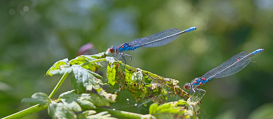 Image showing Blue Coenagrionidae in forest