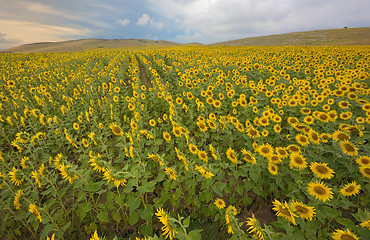 Image showing field of blooming sunflowers