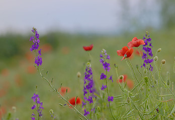 Image showing colorful flowers on field