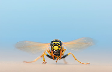 Image showing macro wasp in nature
