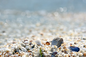 Image showing Shell on the beach