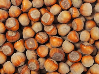 Image showing Hazelnuts