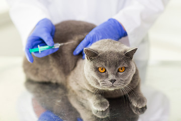 Image showing close up of vet making vaccine to cat at clinic