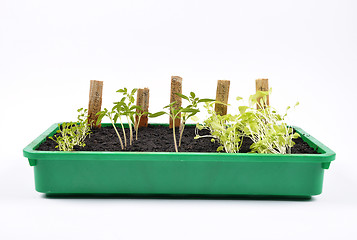 Image showing Different seedlings being cultivated