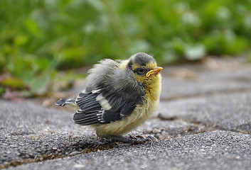 Image showing Young blue tit