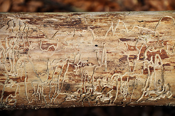Image showing Bark beetle traces