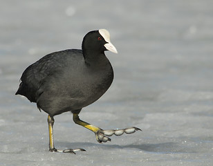 Image showing Common Coot on the ice