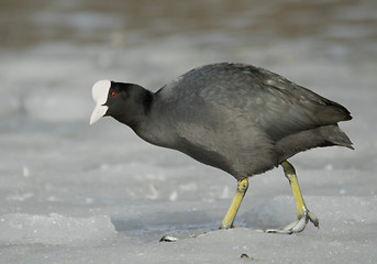 Image showing Common Coot on the ice