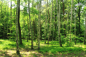 Image showing green birch forest