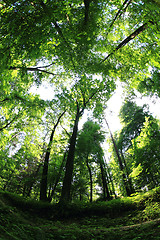 Image showing green forest background