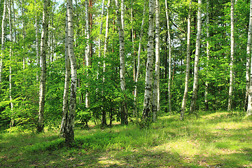 Image showing green birch forest