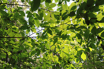 Image showing green forest background