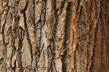 Image showing natural bark texture