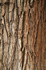 Image showing natural bark texture