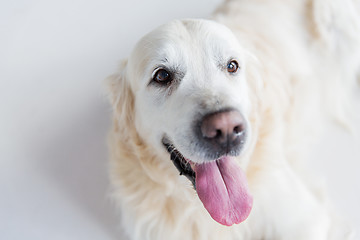 Image showing close up of golden retriever dog