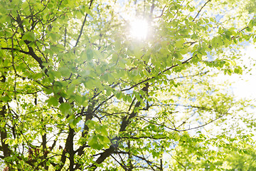 Image showing close up of tree with green leaves in garden