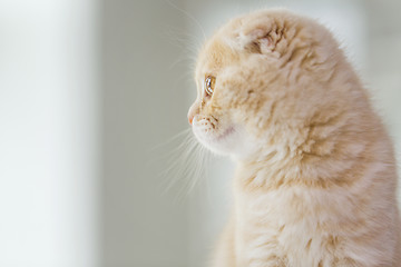 Image showing close up of scottish fold kitten