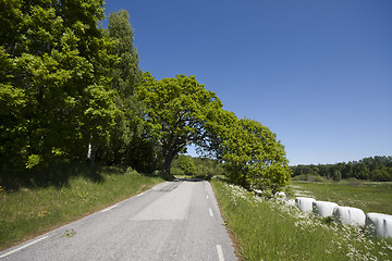 Image showing tree over the road