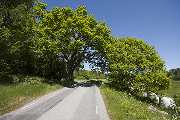 Image showing a tree overhang