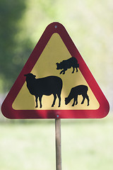 Image showing warning sheep herding