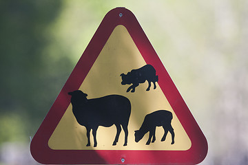 Image showing warning sheep herding