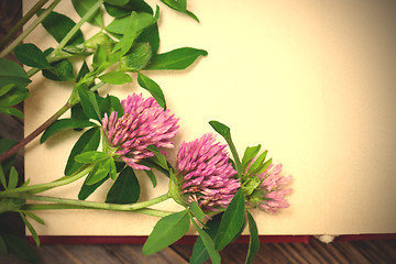 Image showing clover blossoms. close up