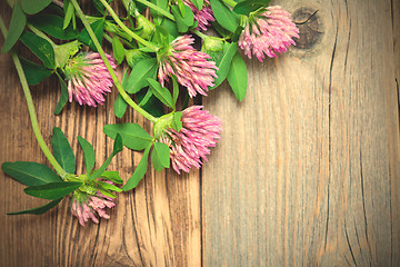 Image showing clover blossoms