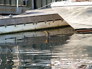 Image showing seabird and boat