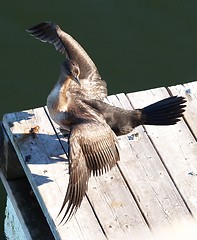 Image showing seabird drying wings