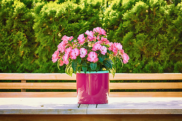 Image showing Flowers in the Flower Pot