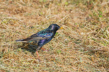 Image showing European Starling on the Ground