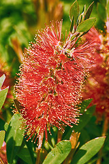 Image showing Pohutukawa in Bloom