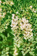 Image showing White Flowers of Wisteria